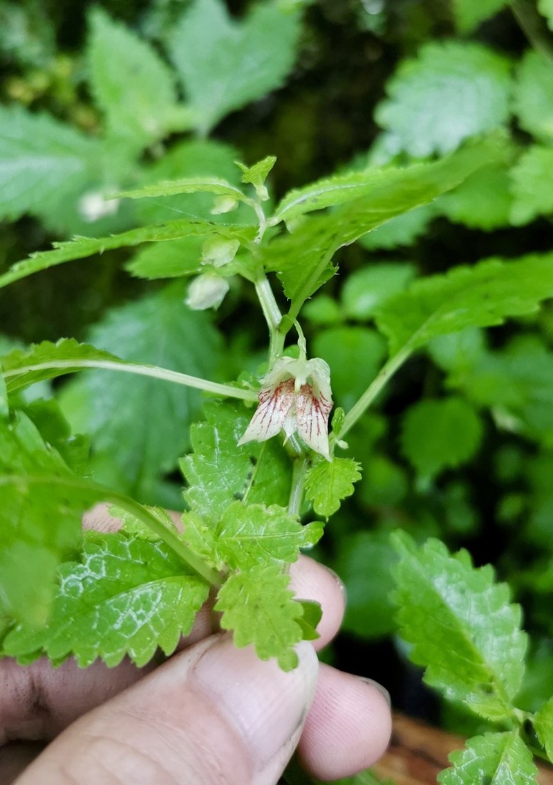 Impatiens shennongensis