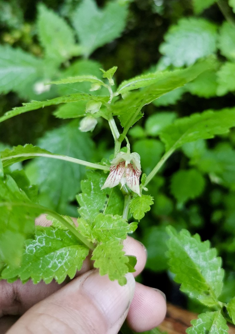 Impatiens shennongensis photo 2
