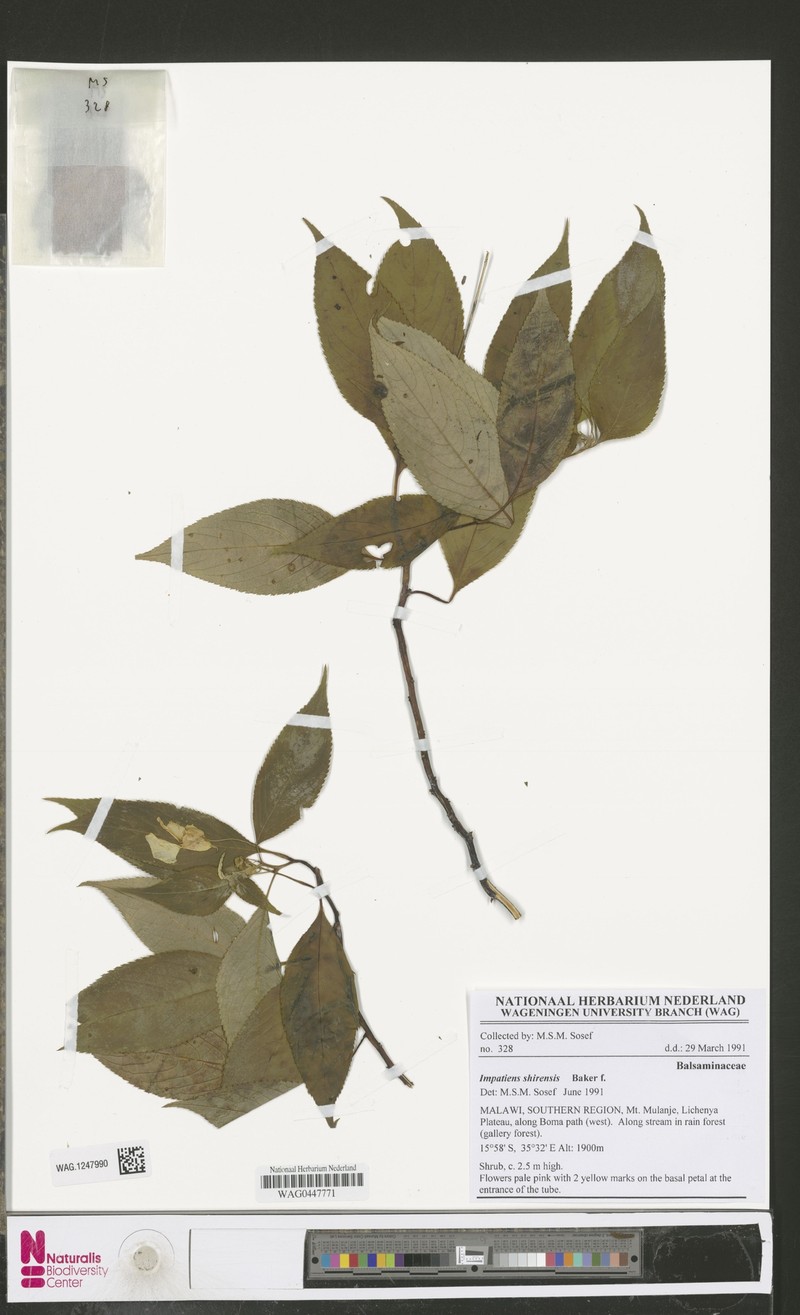 Impatiens shirensis