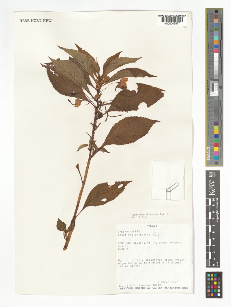 Impatiens shirensis photo 2