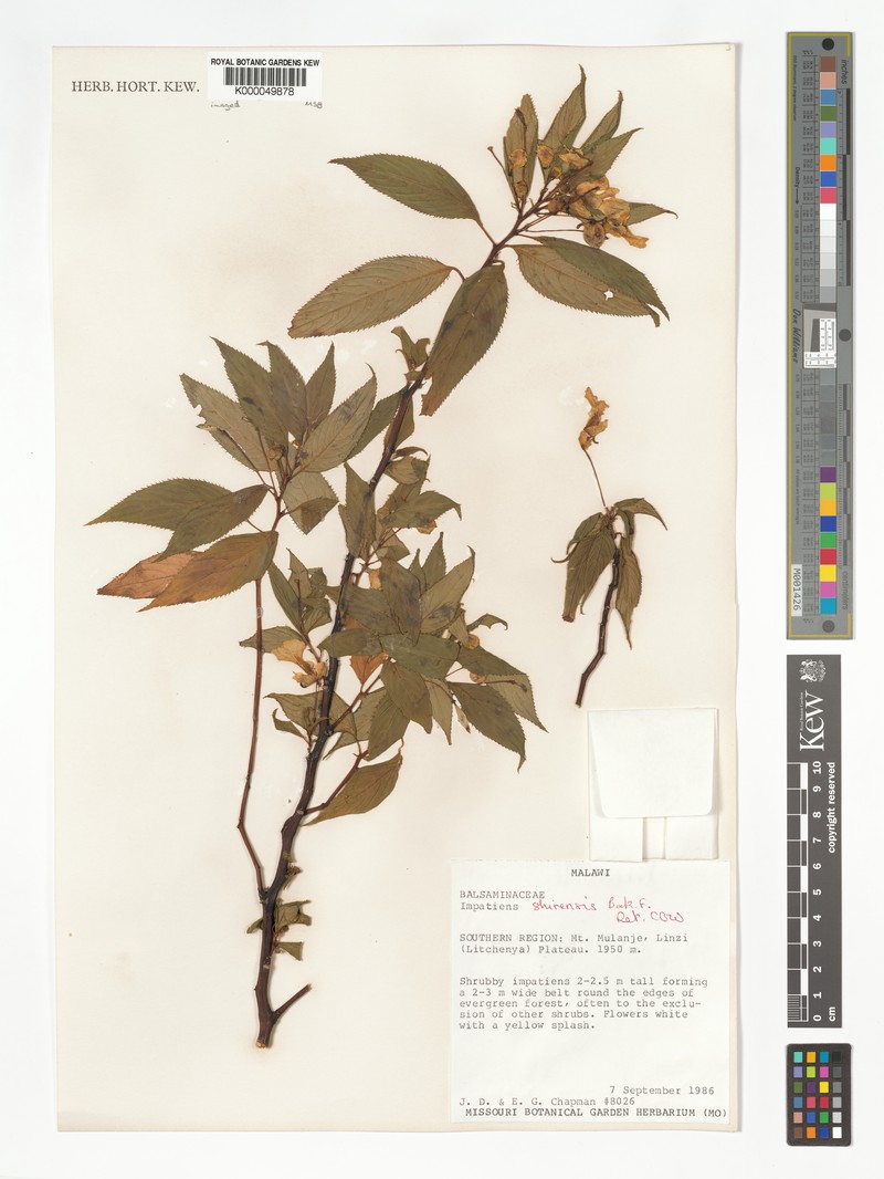 Impatiens shirensis photo 3