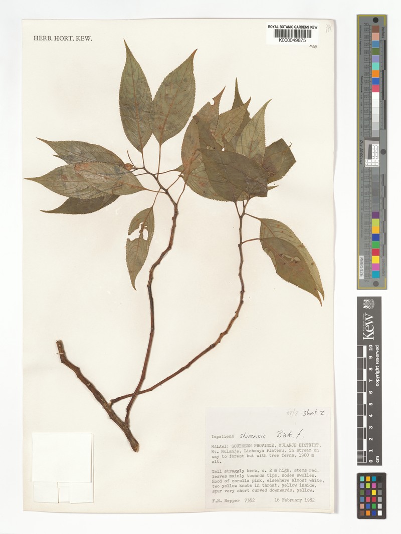Impatiens shirensis photo 4