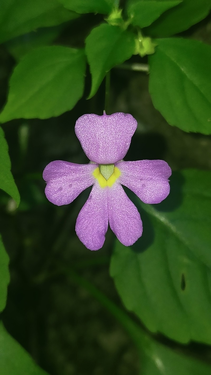 Impatiens siamensis