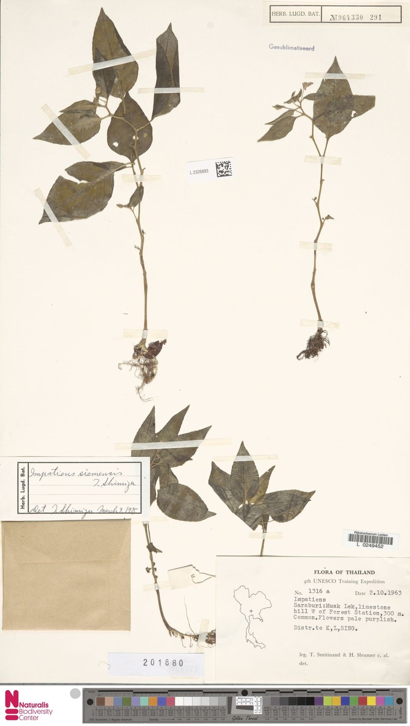 Impatiens siamensis photo 3