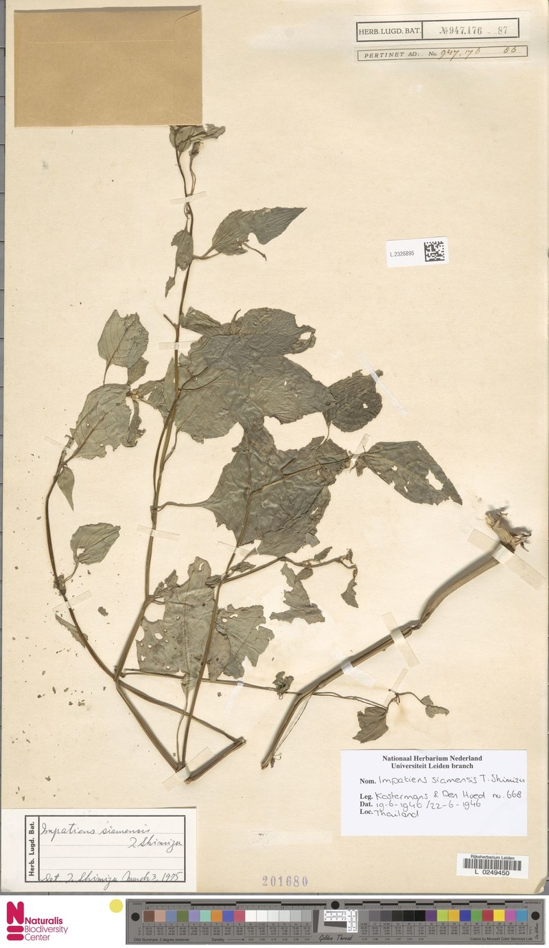 Impatiens siamensis photo 4