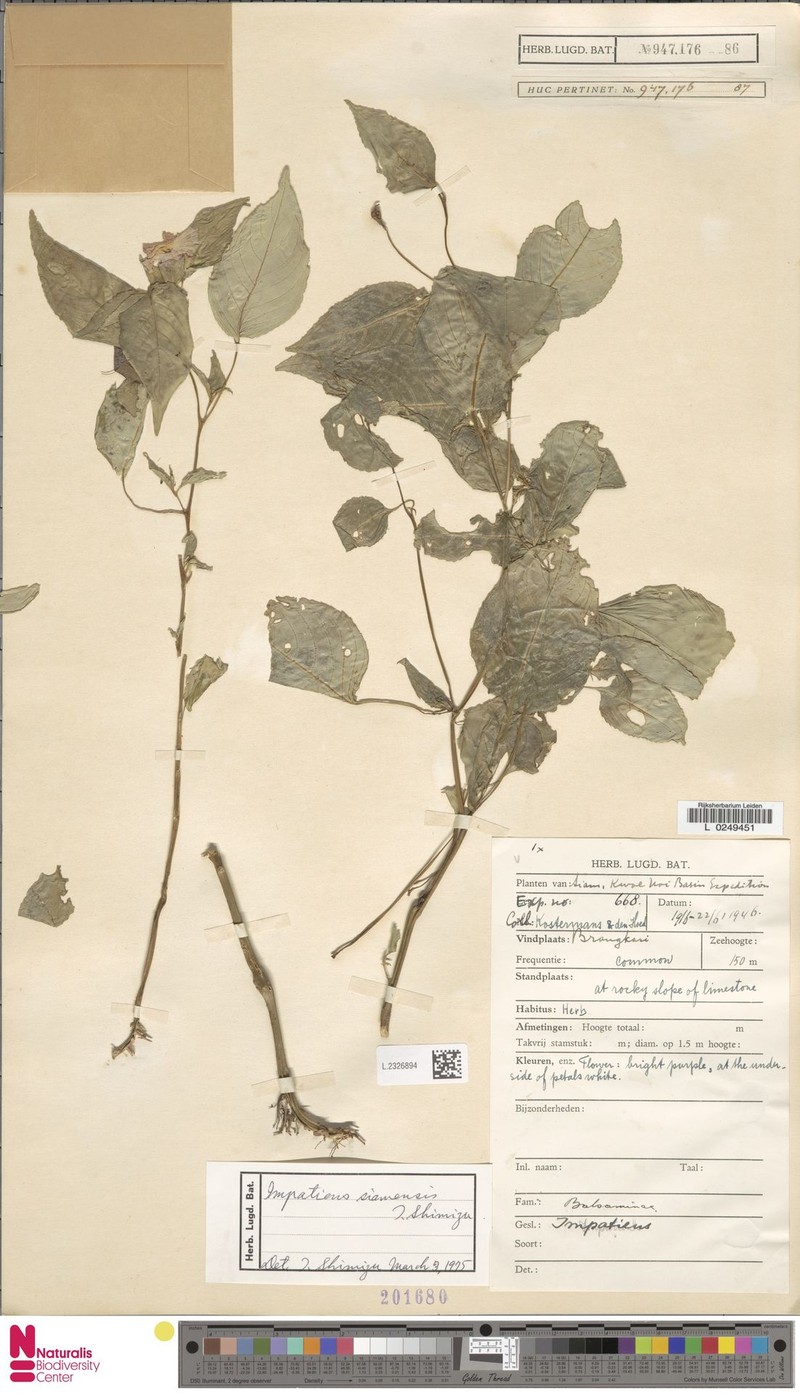 Impatiens siamensis photo 5