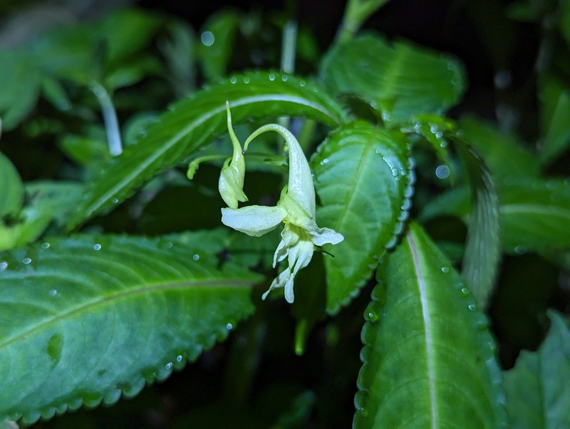 Impatiens siculifera