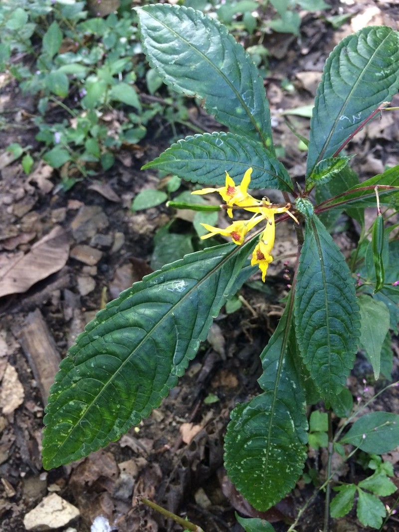 Impatiens siculifera photo 2