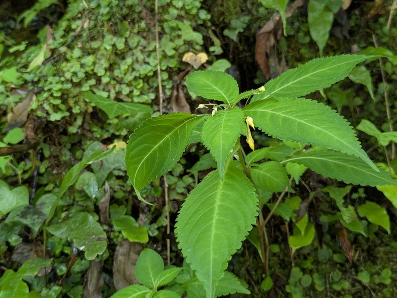 Impatiens siculifera photo 3
