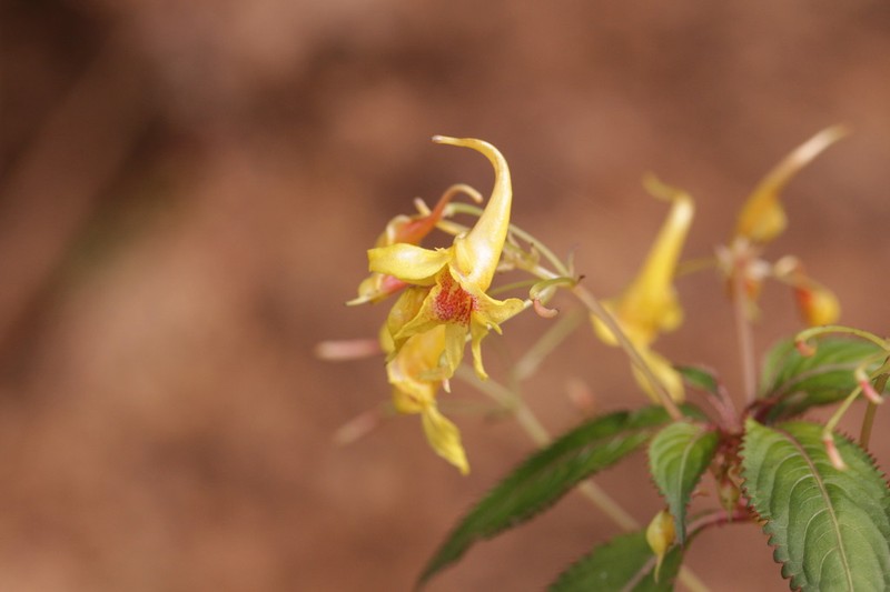 Impatiens siculifera photo 6