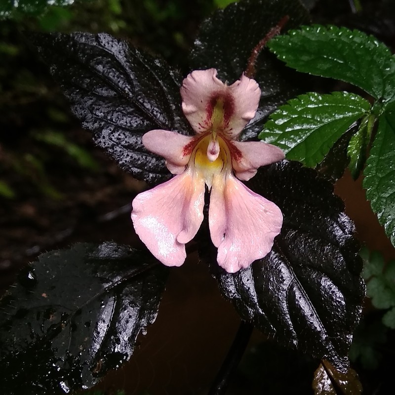Impatiens sidikalangensis photo 2