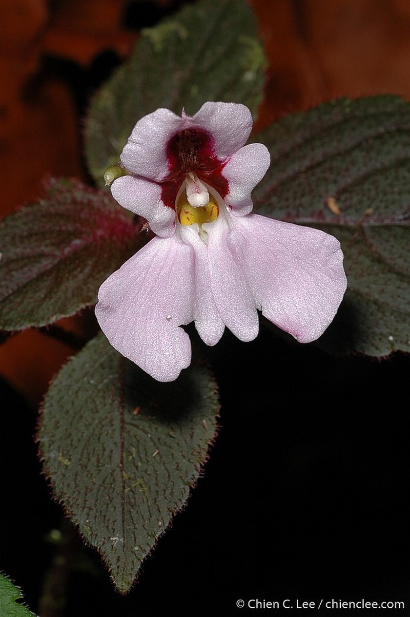 Impatiens sidikalangensis photo 4