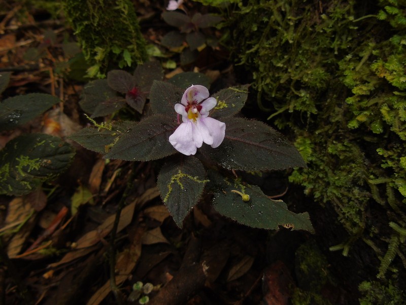 Impatiens sidikalangensis photo 5
