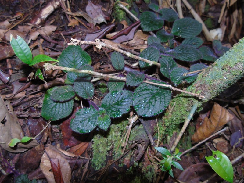 Impatiens sidikalangensis photo 6
