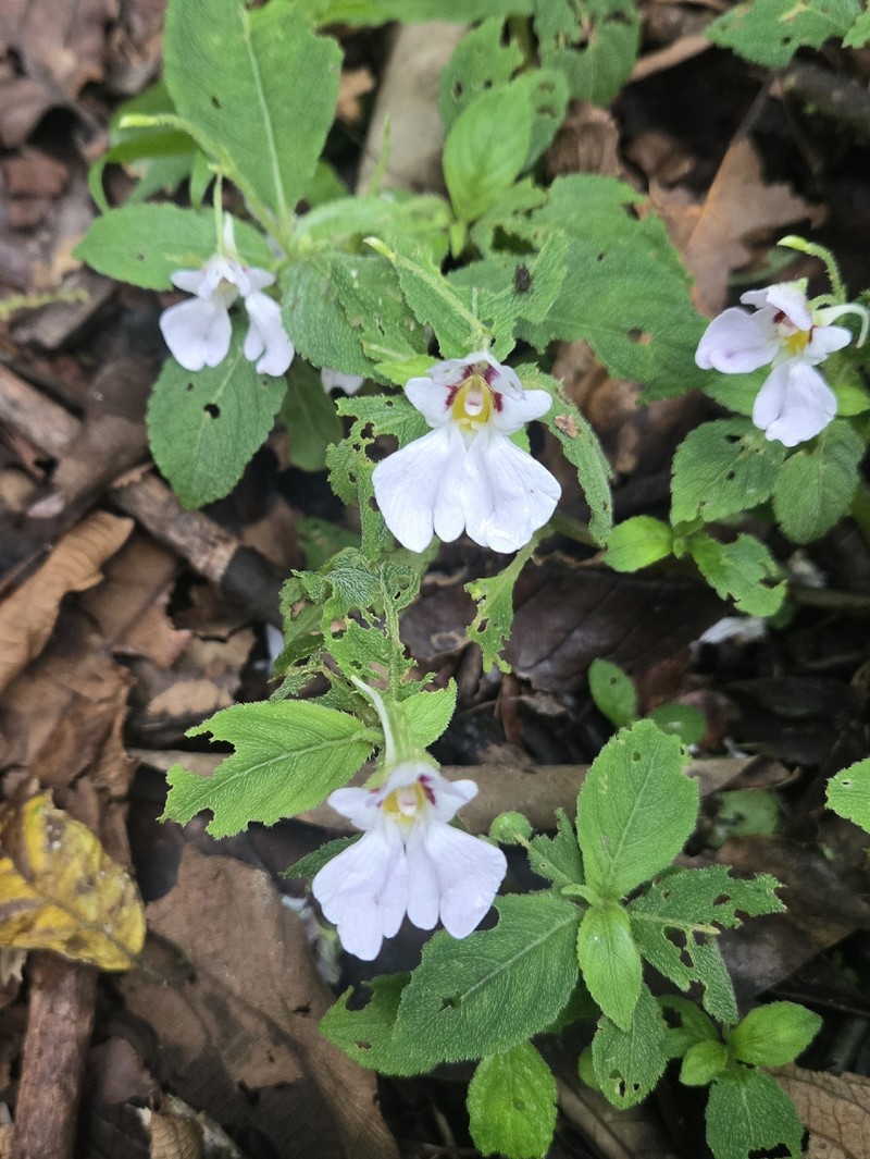 Impatiens sidikalangensis photo 7