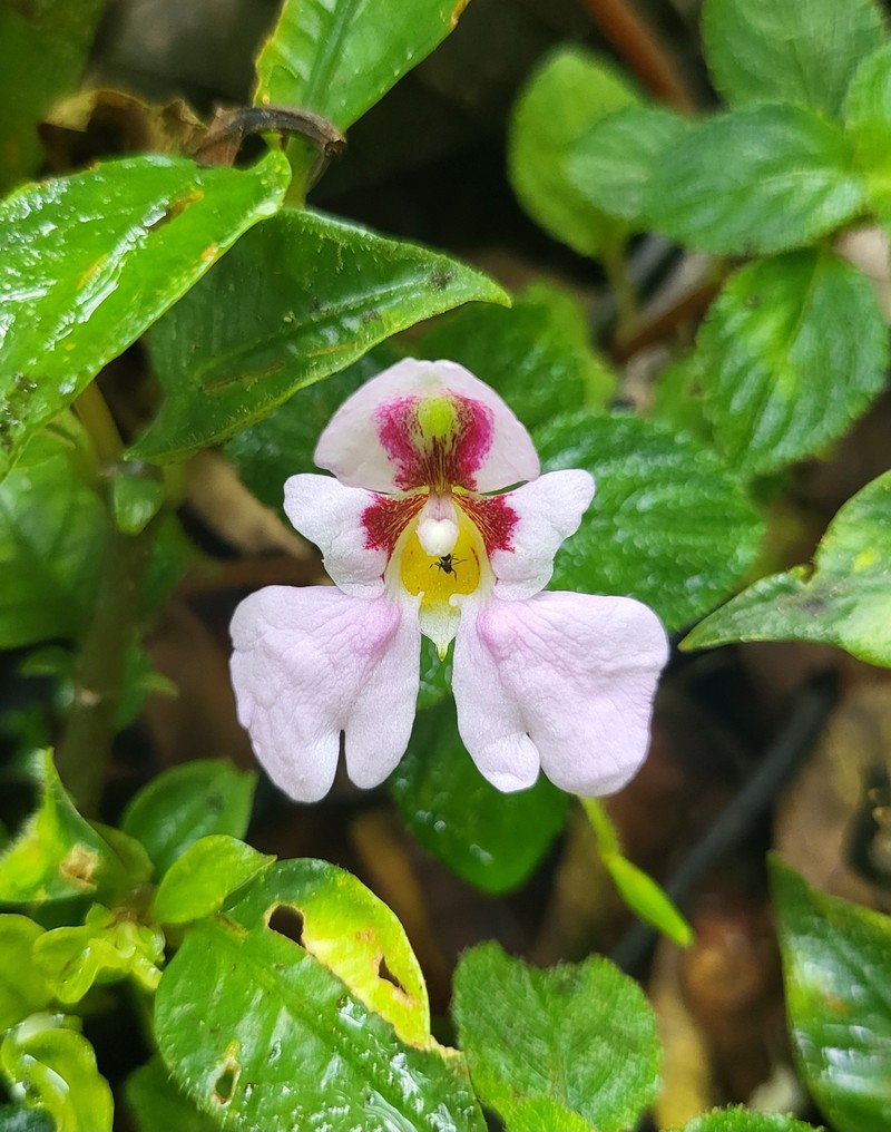 Impatiens sidikalangensis photo 8