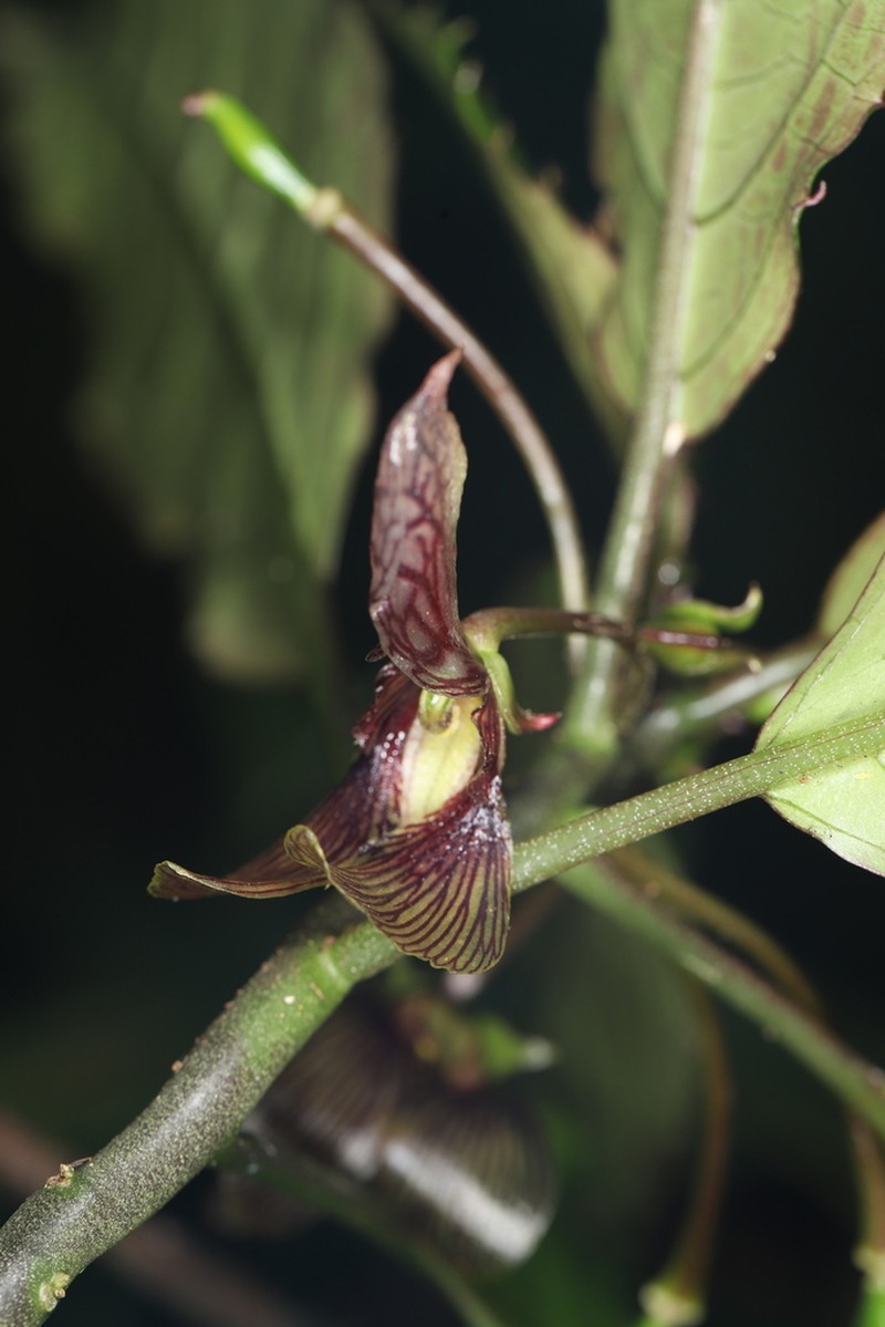 Impatiens silviana