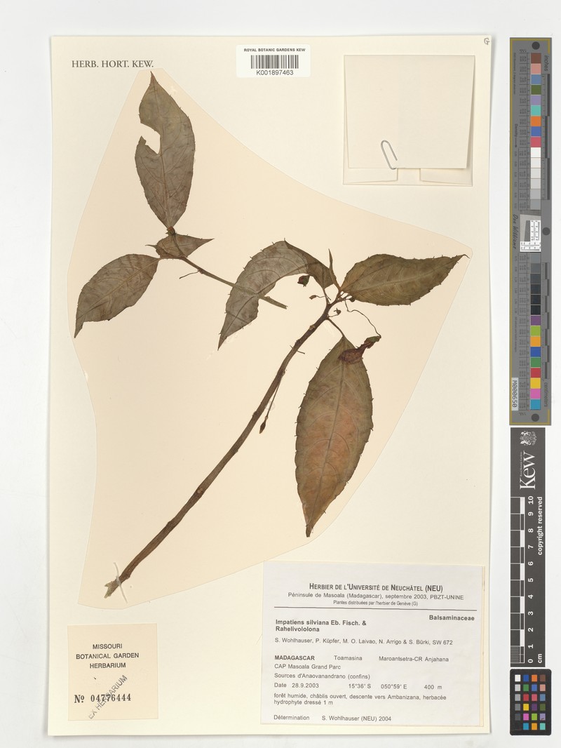 Impatiens silviana photo 2