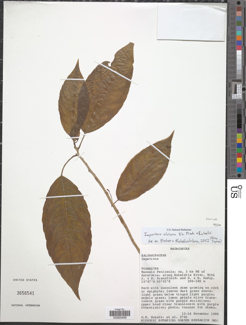 Impatiens silviana photo 3