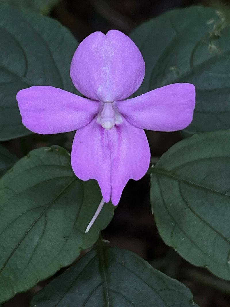 Impatiens simbiniensis