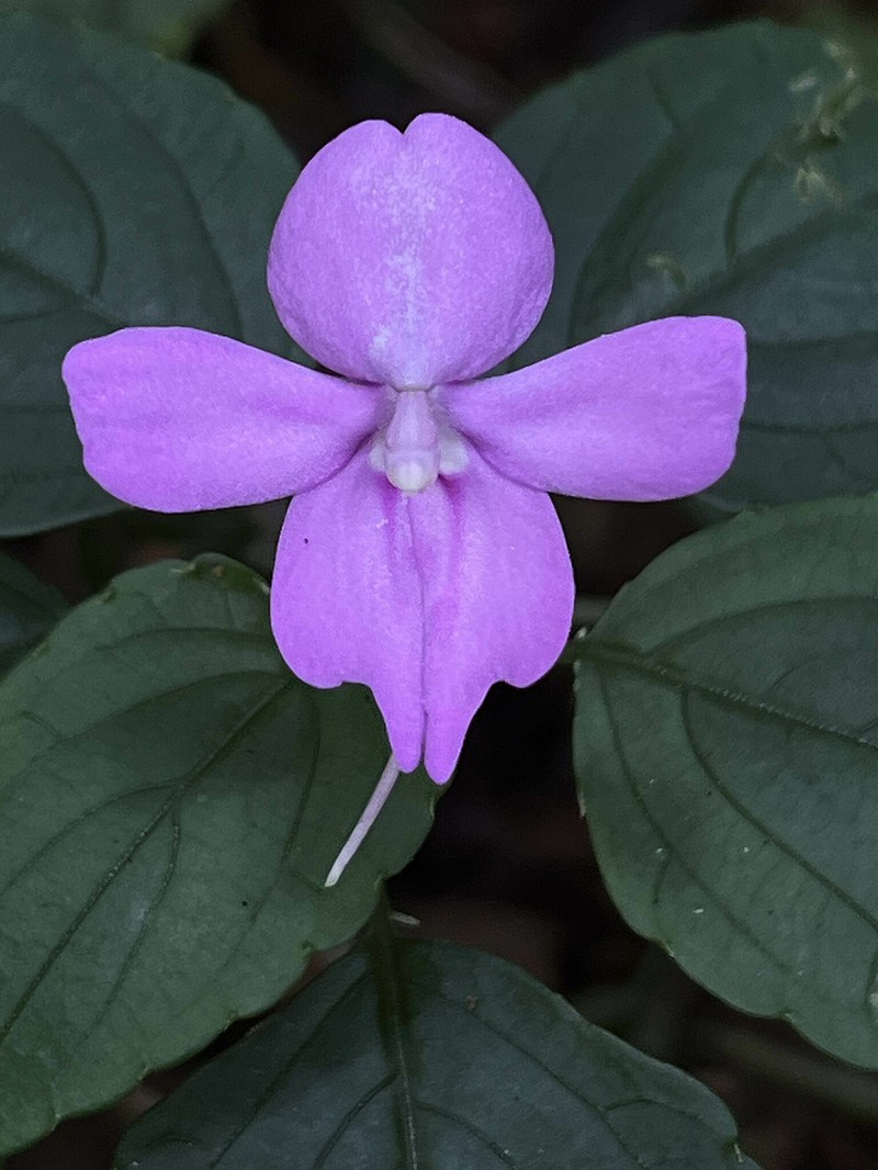 Impatiens simbiniensis photo 2