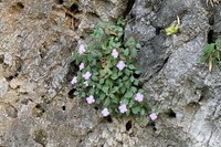 Impatiens sirindhorniae