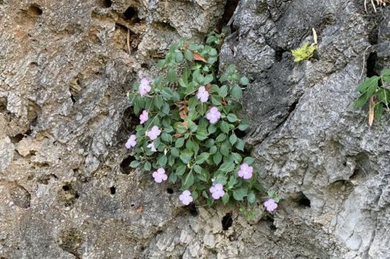Impatiens sirindhorniae