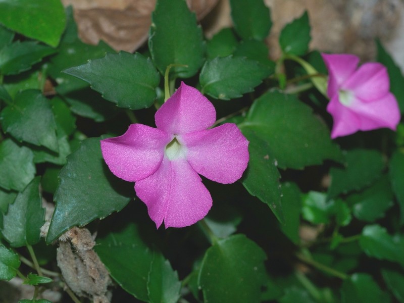 Impatiens sirindhorniae photo 2