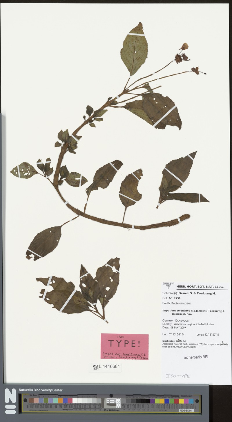 Impatiens smetsiana
