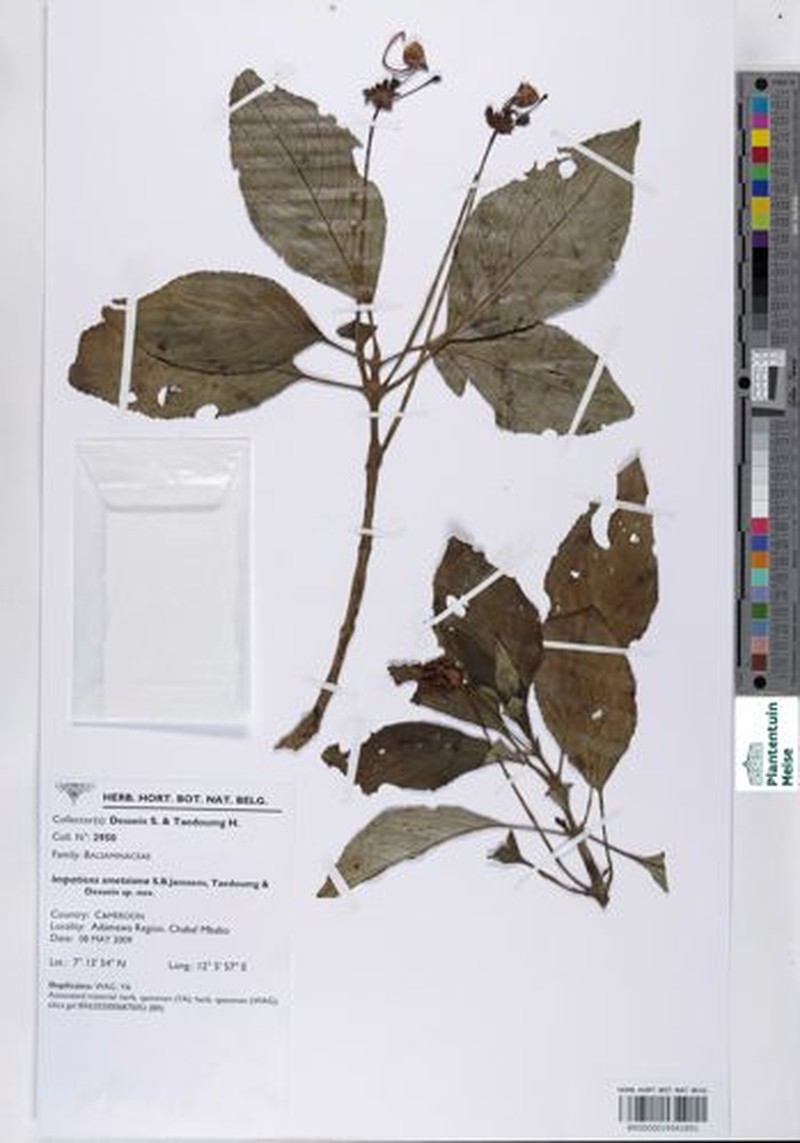 Impatiens smetsiana photo 2
