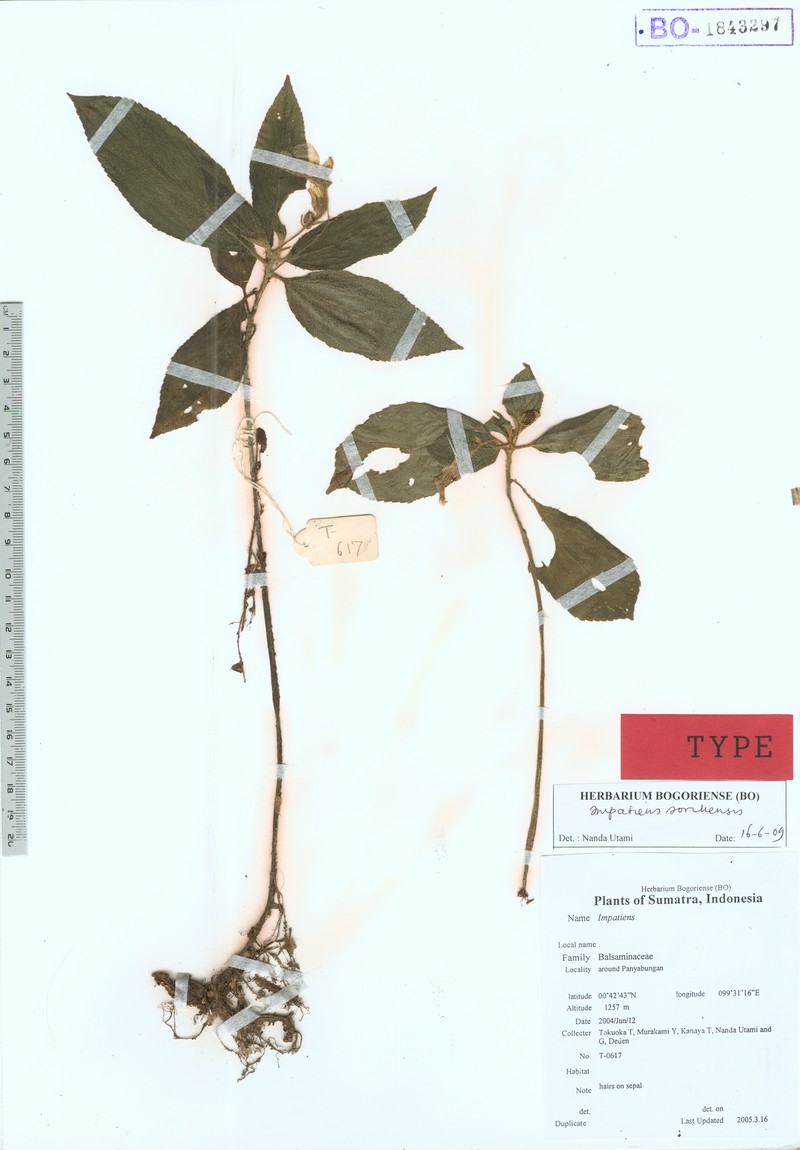 Impatiens sorikensis