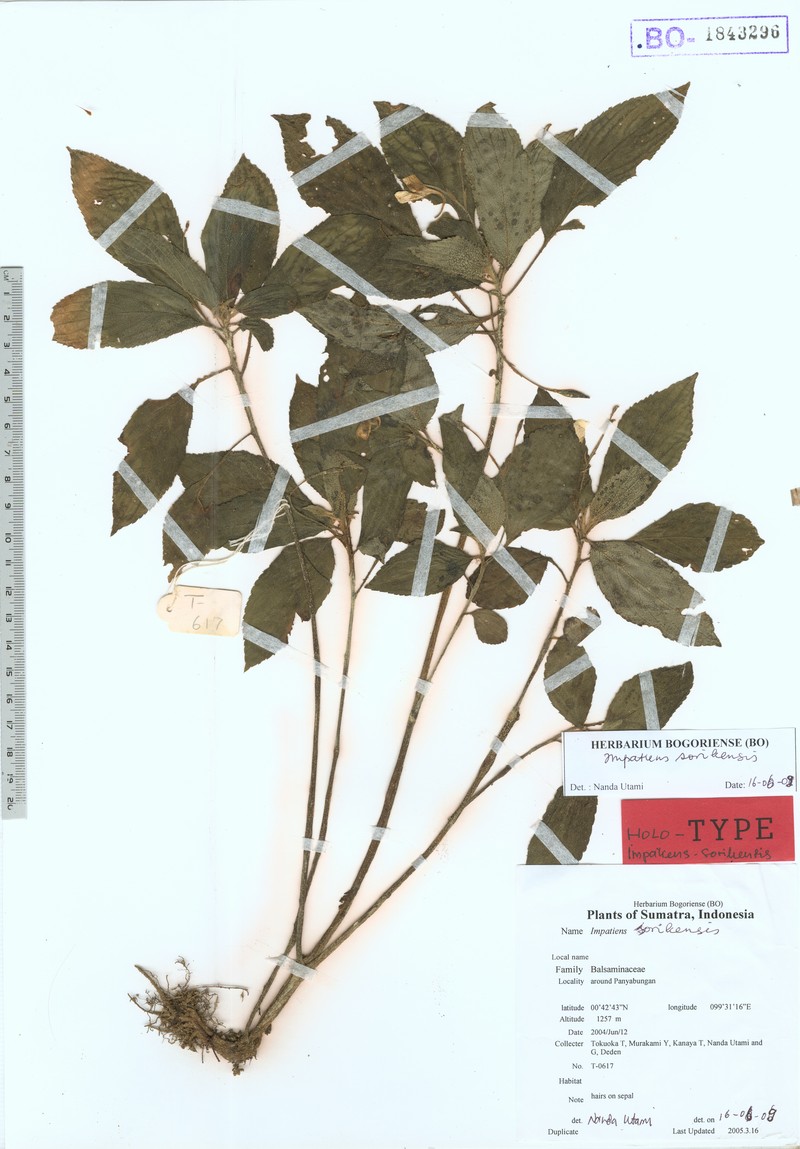Impatiens sorikensis photo 2