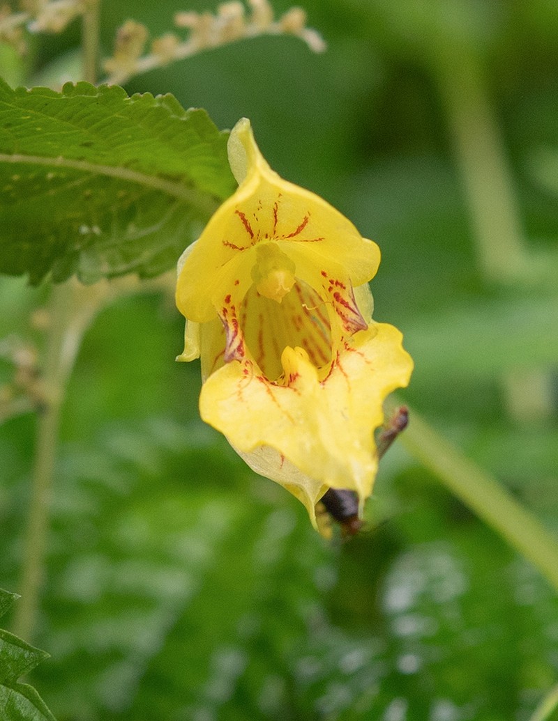 Impatiens soulieana