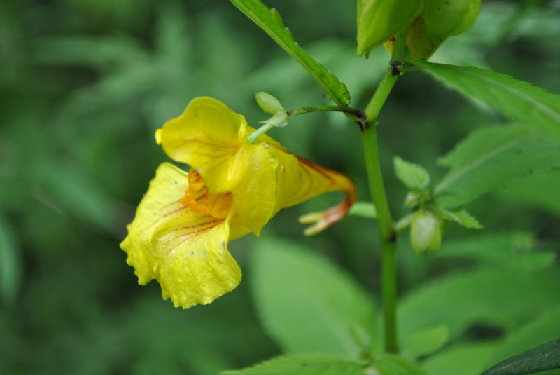 Impatiens soulieana photo 2