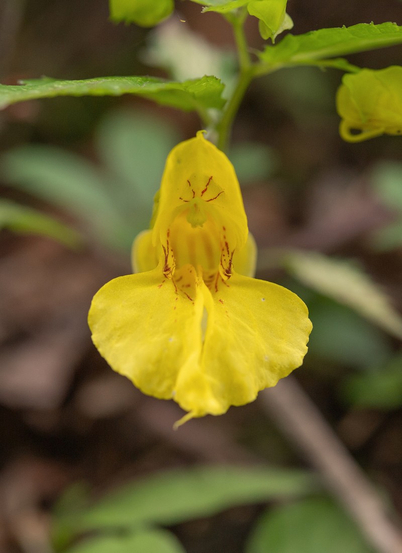 Impatiens soulieana photo 3