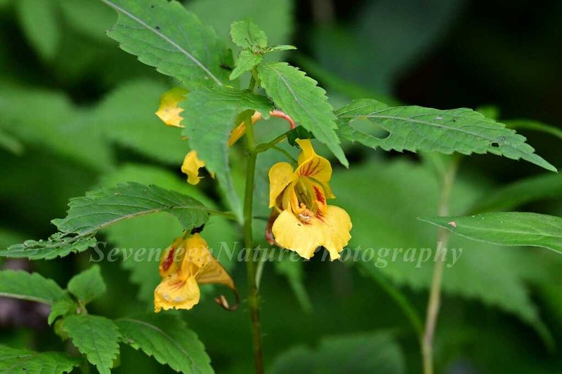 Impatiens soulieana photo 4
