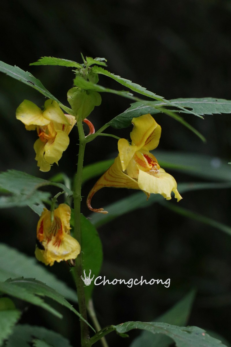 Impatiens soulieana photo 6