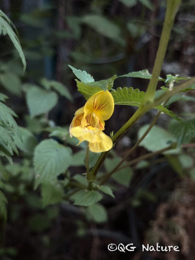 Impatiens soulieana photo 7