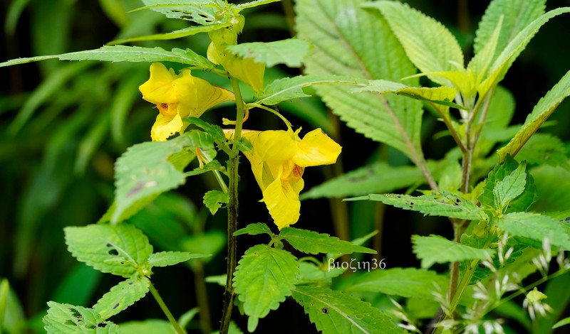 Impatiens soulieana photo 8