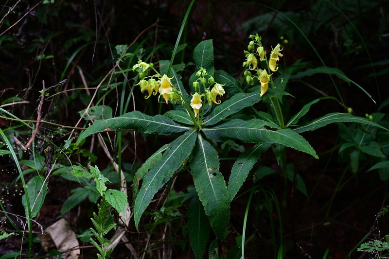 Impatiens spathulata