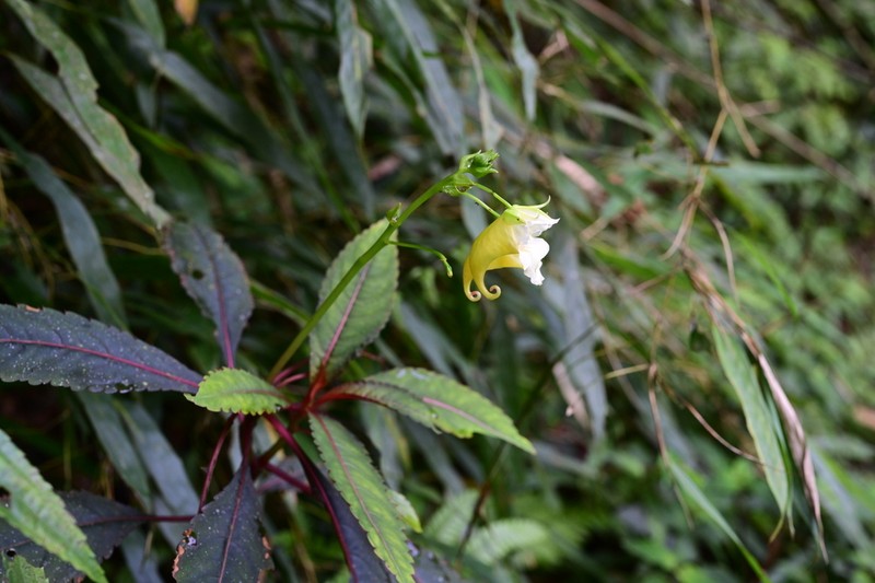 Impatiens spathulata photo 2