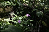 Impatiens spectabilis