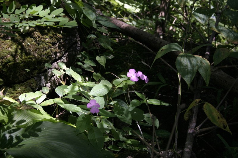 Impatiens spectabilis