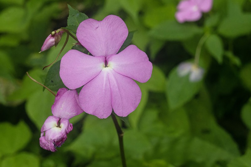 Impatiens spectabilis photo 2