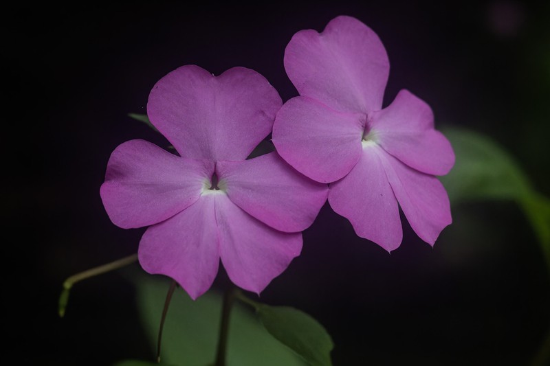 Impatiens spectabilis photo 3