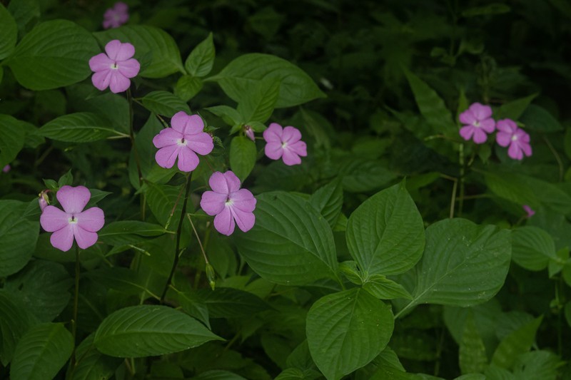 Impatiens spectabilis photo 4