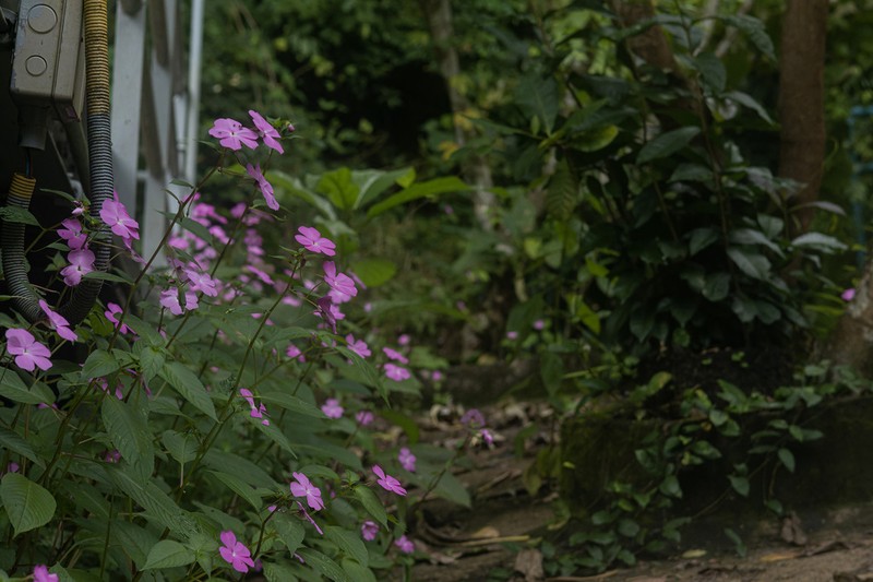 Impatiens spectabilis photo 5