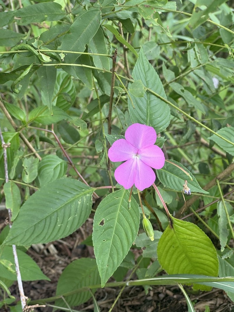 Impatiens spectabilis photo 7