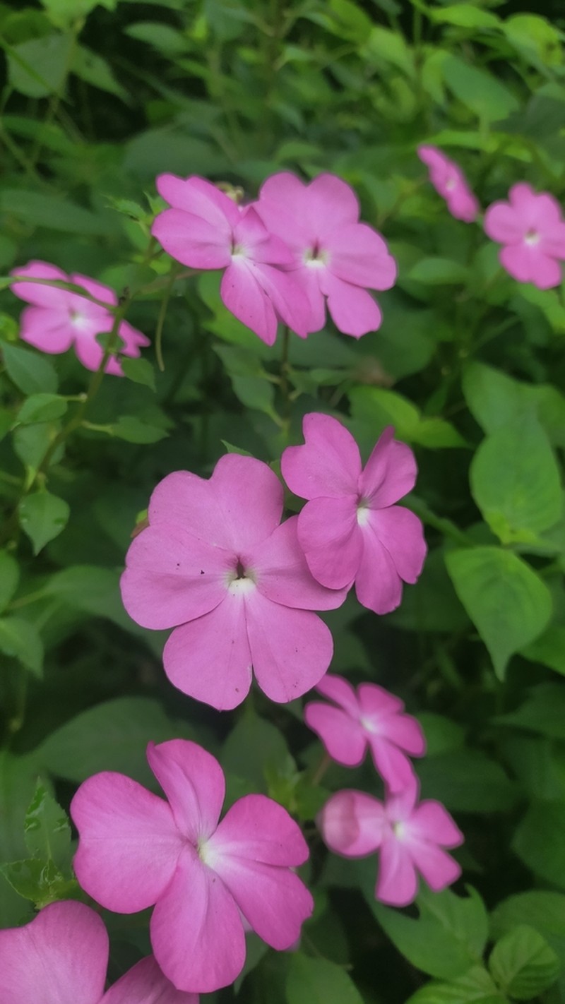 Impatiens spectabilis photo 8