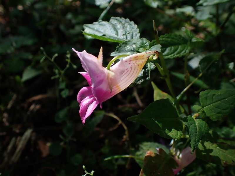 Impatiens spirifera